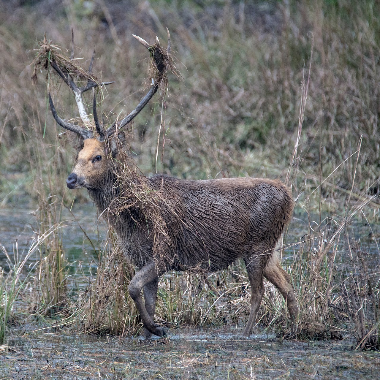 Sambar deer 